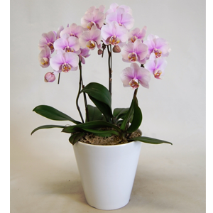 イオンファンの株主優待情報