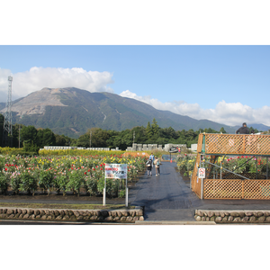 ＫＩＭＯＴＯの株主優待情報